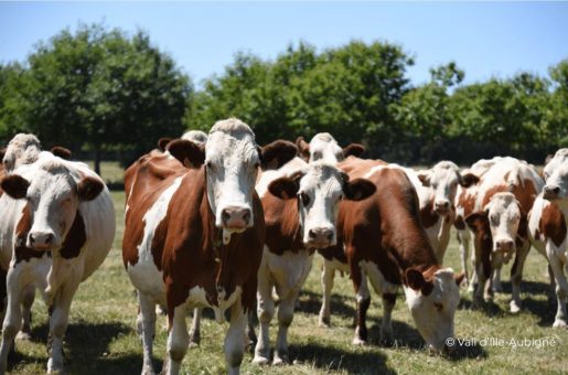 ⁠Évolution 2022-2024 de l’agriculture sur le Val d’Ille-Aubigné